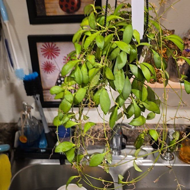 Photo of the plant species Hoya Noona by @HotPileamojito named Stella on Greg, the plant care app
