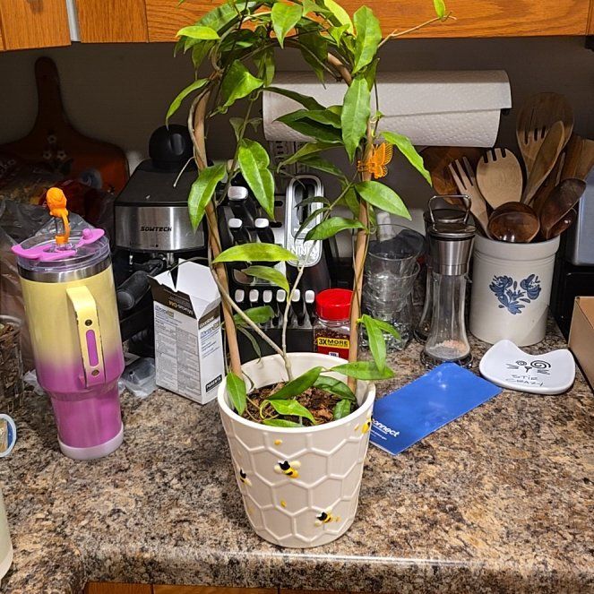 Photo of the plant species Shooting Stars Wax Plant by @HotPileamojito named Bella on Greg, the plant care app