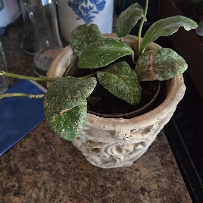 Photo of the plant species Hoya Waymaniae by @HotPileamojito named Keanu Leaves on Greg, the plant care app