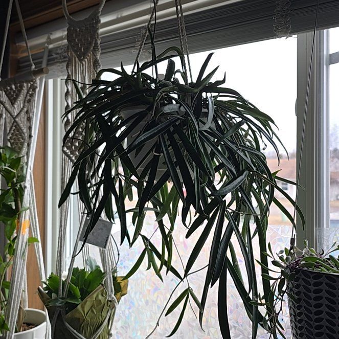 Photo of the plant species Long-Leaf Hoya by @HotPileamojito named Cleopatra on Greg, the plant care app