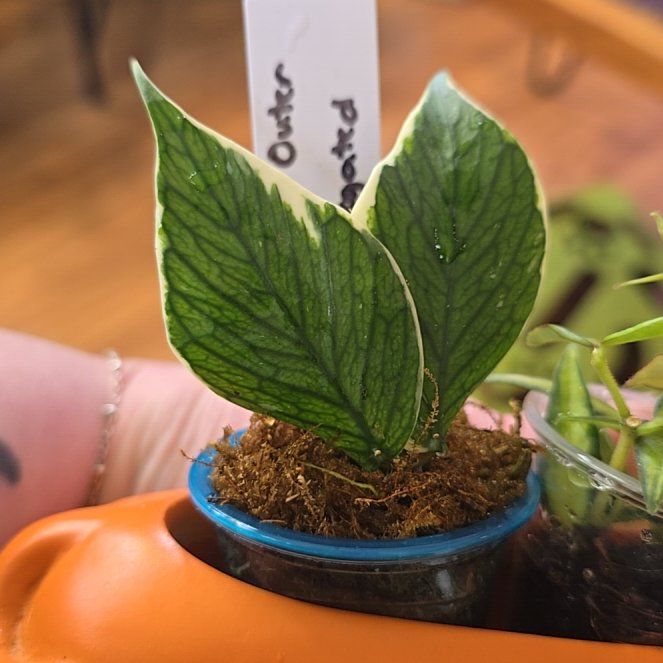Photo of the plant species Hoya Poly Albo by @HotPileamojito named Sherlock on Greg, the plant care app