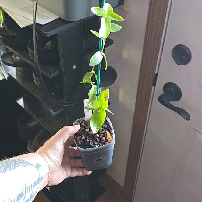 Photo of the plant species Hoya densifolia by @HotPileamojito named Scarlett on Greg, the plant care app