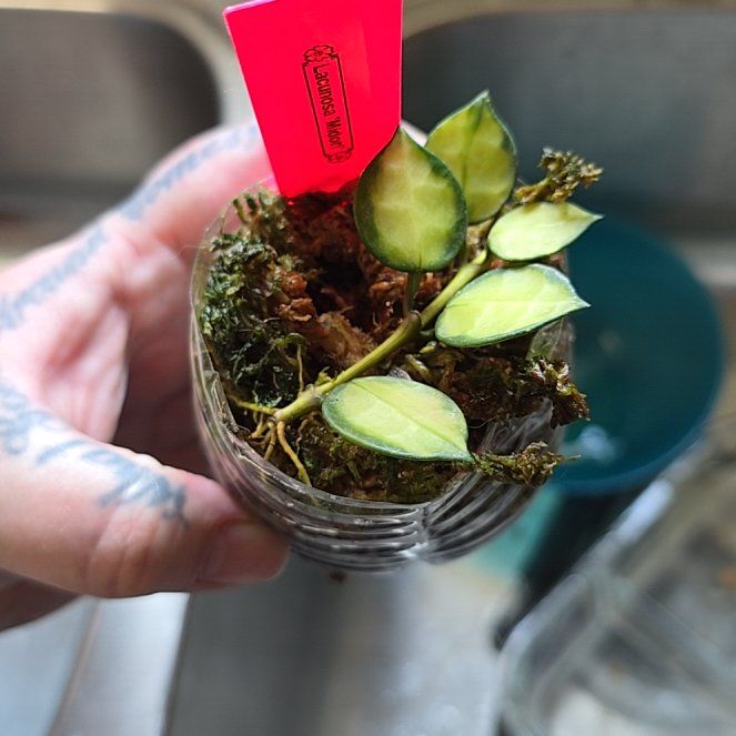 Photo of the plant species Hoya lacunosa 'Souma' by @HotPileamojito named Kesha on Greg, the plant care app