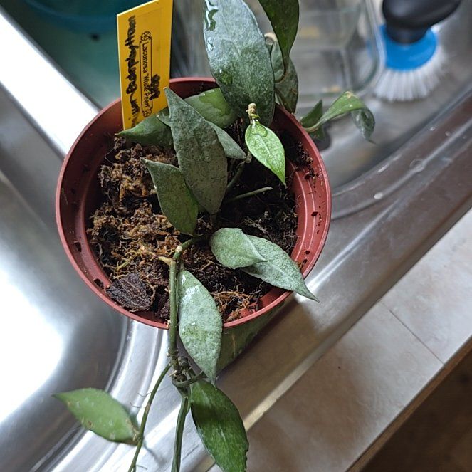 Photo of the plant species Hoya 'Royal Flush' by @HotPileamojito named Curie on Greg, the plant care app