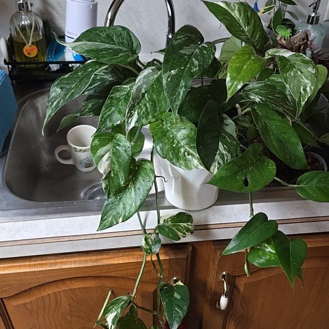 Photo of the plant species Albo Epipremnum Pinnatum by @HotPileamojito named Cleopatra on Greg, the plant care app