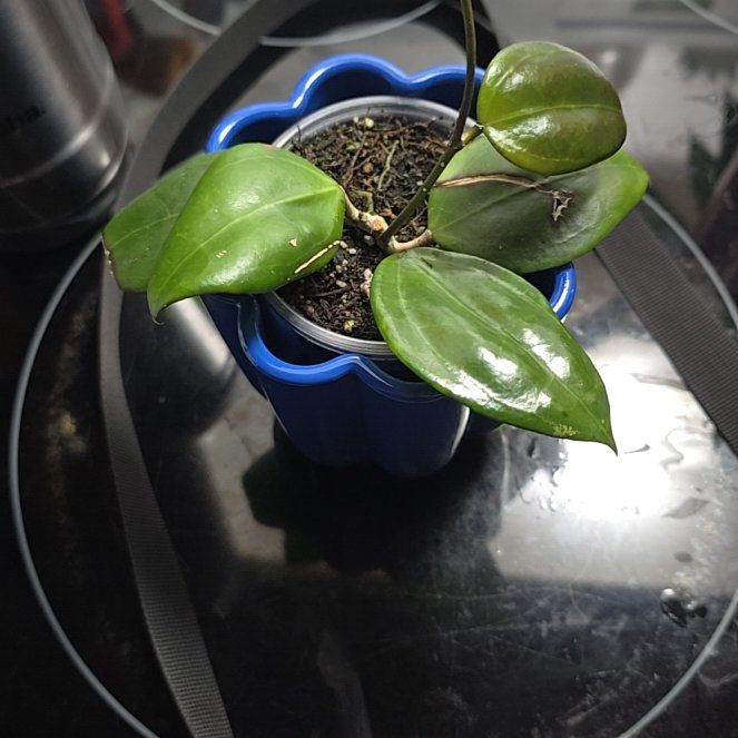 Photo of the plant species Hoya dolichosparte by @HotPileamojito named Gobi on Greg, the plant care app