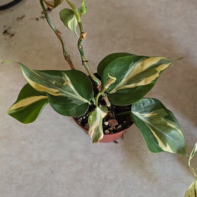 Photo of the plant species Philodendron 'Rio' by @HotPileamojito named Muhammad Ali on Greg, the plant care app