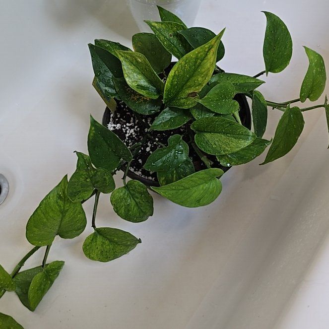 Photo of the plant species Jessenia Pothos by @HotPileamojito named Oscar on Greg, the plant care app