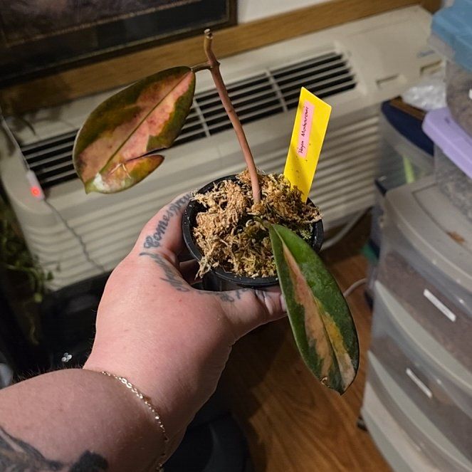 Photo of the plant species Hoya diversifolia 'Maharani' by @HotPileamojito named Kesha on Greg, the plant care app