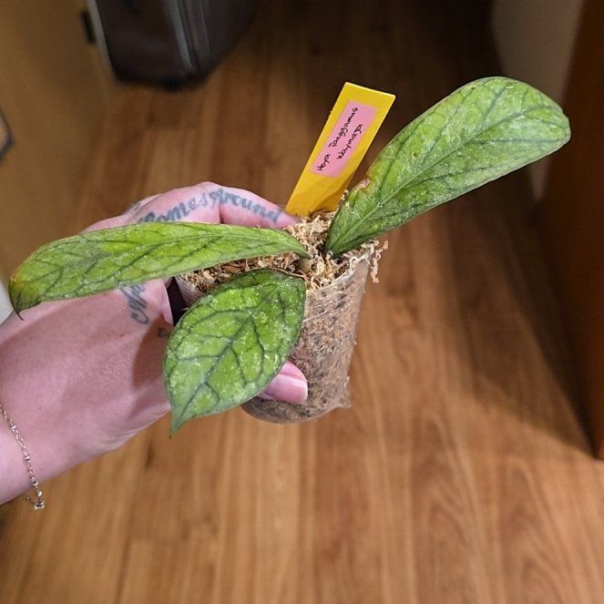 Photo of the plant species Hoya Tanggamus by @HotPileamojito named Khaleesi on Greg, the plant care app