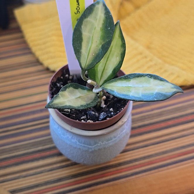 Photo of the plant species Hoya lacunosa 'Souma' by @HotPileamojito named Rosa on Greg, the plant care app
