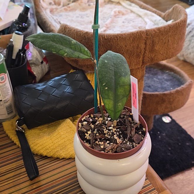 Photo of the plant species Hoya Finlaysonii by @HotPileamojito named Gregarious on Greg, the plant care app