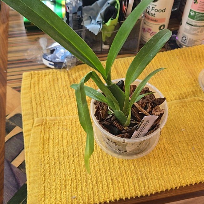 Photo of the plant species Yellow Oncidium by @HotPileamojito named Austen on Greg, the plant care app