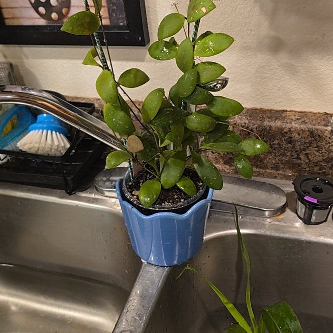 Photo of the plant species Hoya brevialata by @HotPileamojito named Delilah on Greg, the plant care app