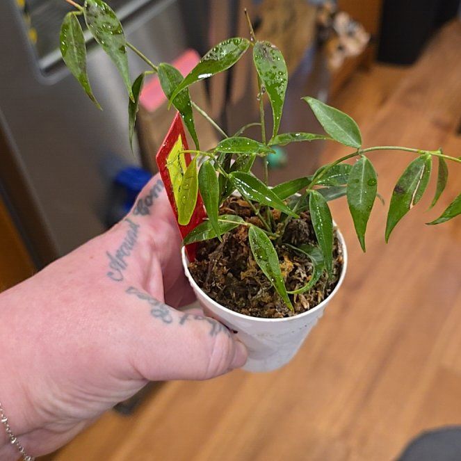 Photo of the plant species Hoya leucantha by @HotPileamojito named Fernie Mac on Greg, the plant care app