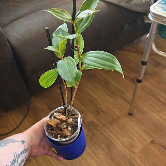 Photo of the plant species Malaysian Orchid by @HotPileamojito named Bigleef Smalls on Greg, the plant care app