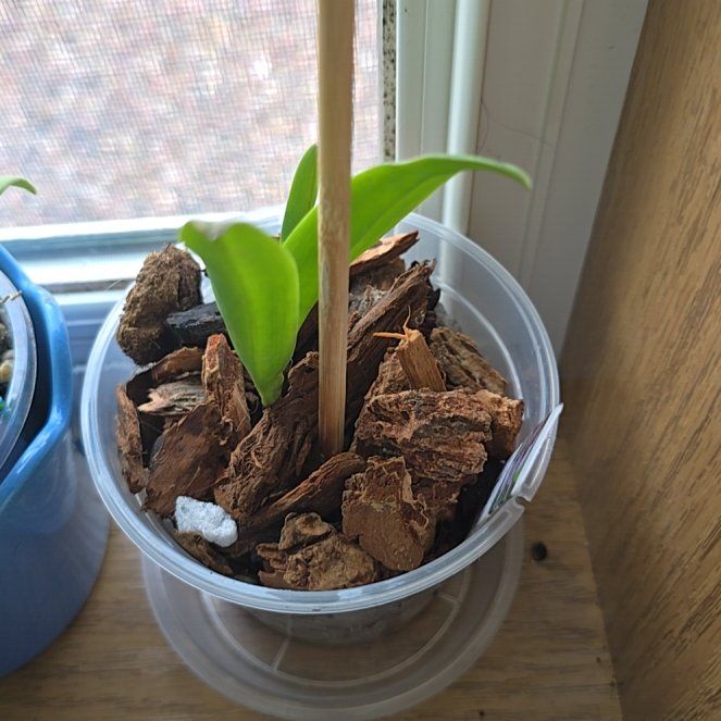 Photo of the plant species Cattleya Orchid by @HotPileamojito named McKinley on Greg, the plant care app