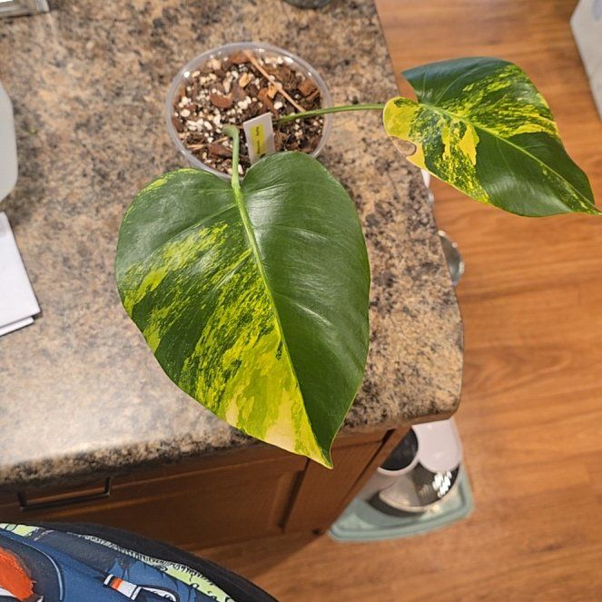 Photo of the plant species yellow variegated monstera by @HotPileamojito named Bieber on Greg, the plant care app