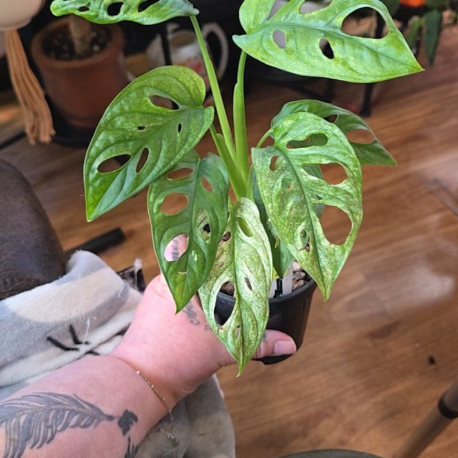 Photo of the plant species Mint Variegated Swiss Cheese Plant by @HotPileamojito named Forrest on Greg, the plant care app