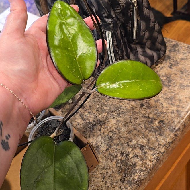 Photo of the plant species Hoya Fuzzy Black by @HotPileamojito named Bodhi on Greg, the plant care app