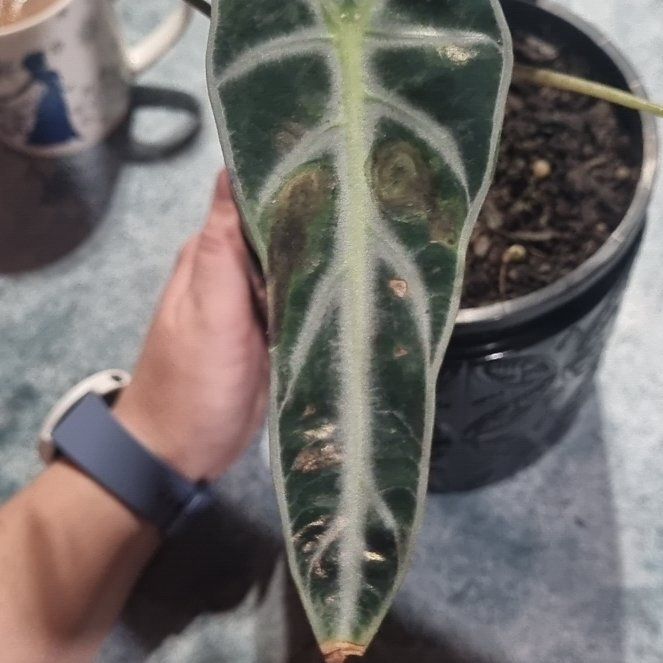 Photo of the plant species Alocasia Fairy by @BlessedMango named Tink on Greg, the plant care app