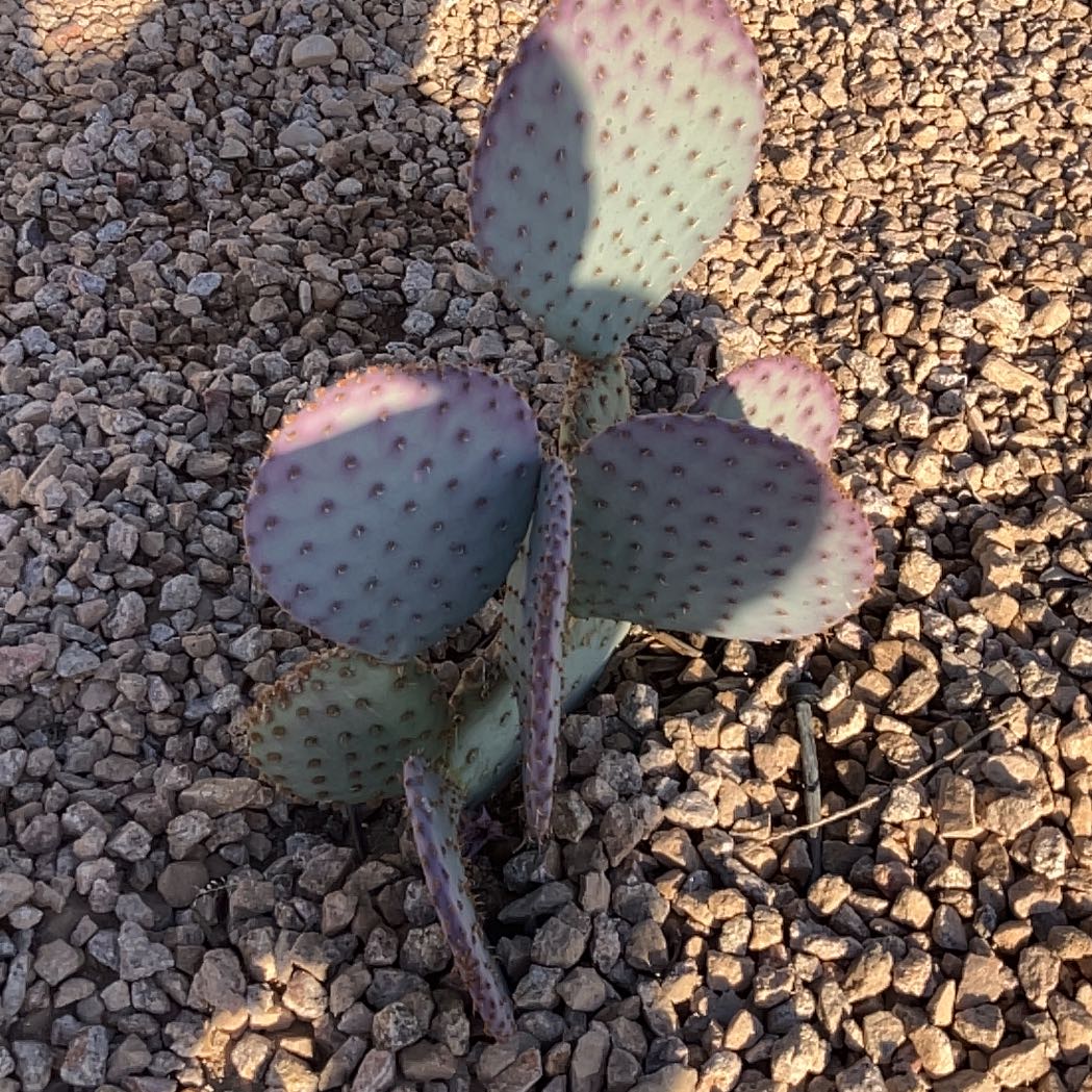 Black-Spined Prickly Pear plant with several pads in gravel soil.