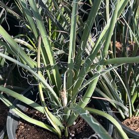 Photo of the plant species Texas Red Yucca by @CommanderLovage named Orlando Bloom on Greg, the plant care app