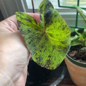 Photo of the plant species elephant ear mojito by @AceFoxgrape named Gregarious on Greg, the plant care app