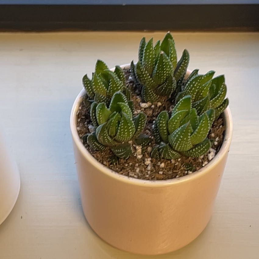 Photo of the plant species Pearl Plant by @GracedRiberry named Oscar on Greg, the plant care app