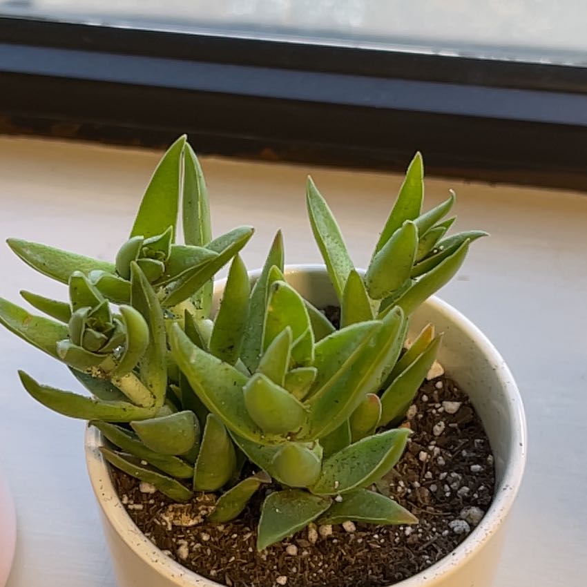 Photo of the plant species crassula shark tooth by @GracedRiberry named Achilles on Greg, the plant care app