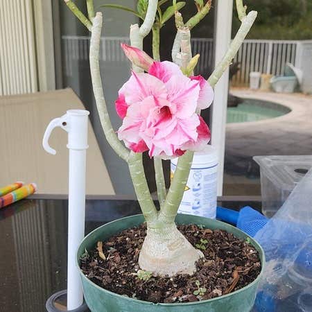 Photo of the plant species Desert Rose by @FoxyHemlock named Elina on Greg, the plant care app