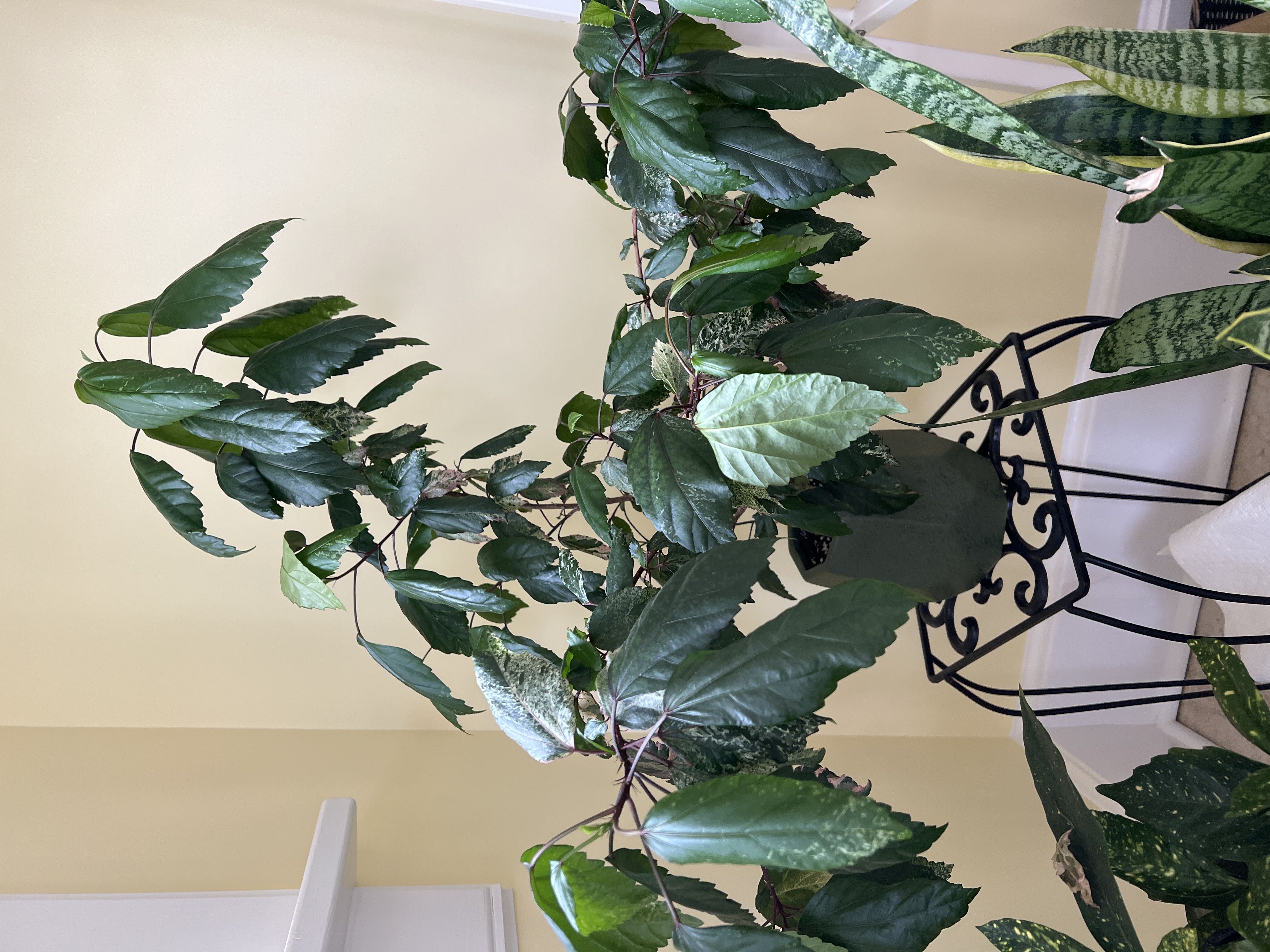 💧 Humidity Needs for Your Hardy Hibiscus