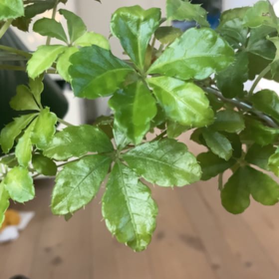 Verona Vein uploaded to the Greg plant app by @ChiefCashew