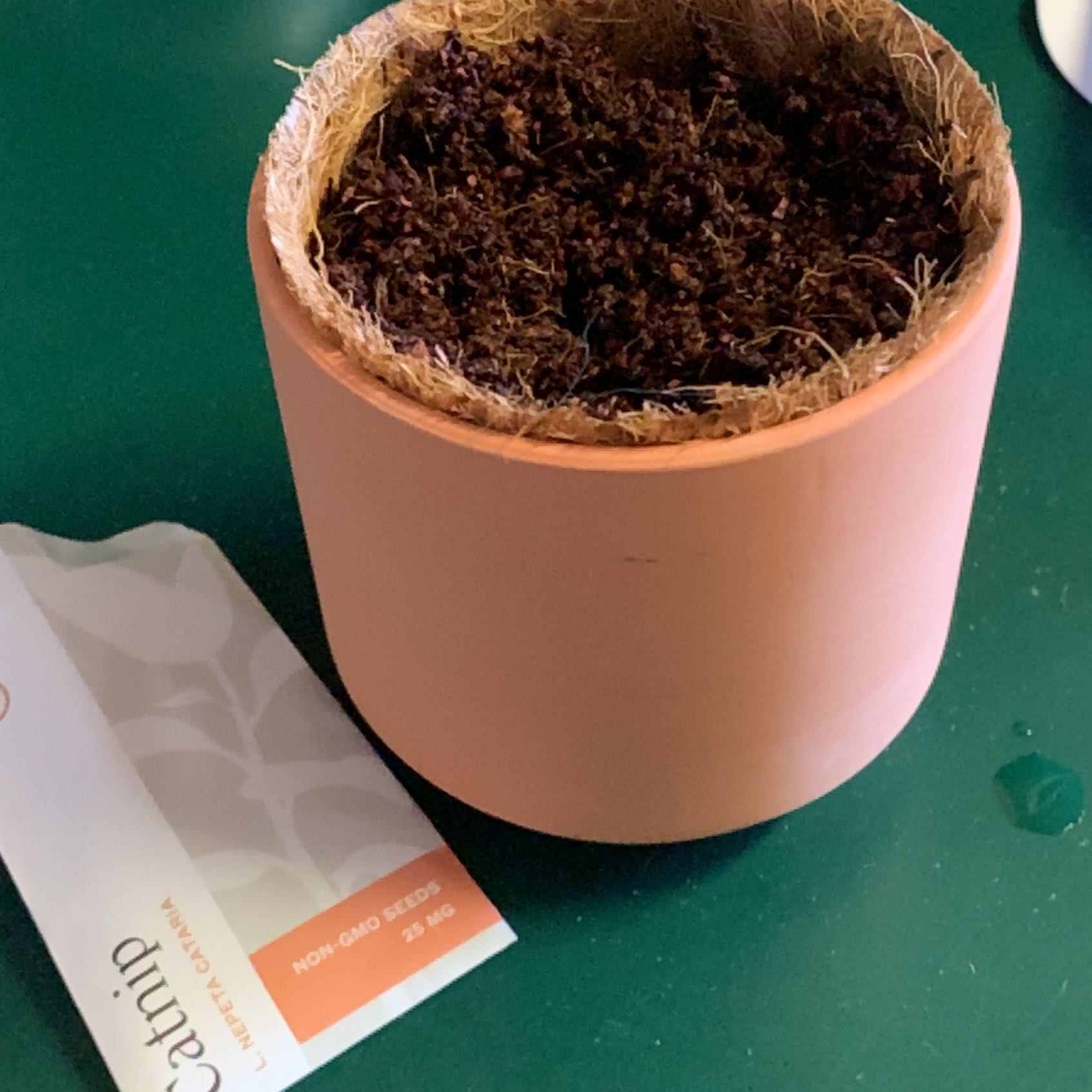 Potted soil with a Catnip seed packet visible.