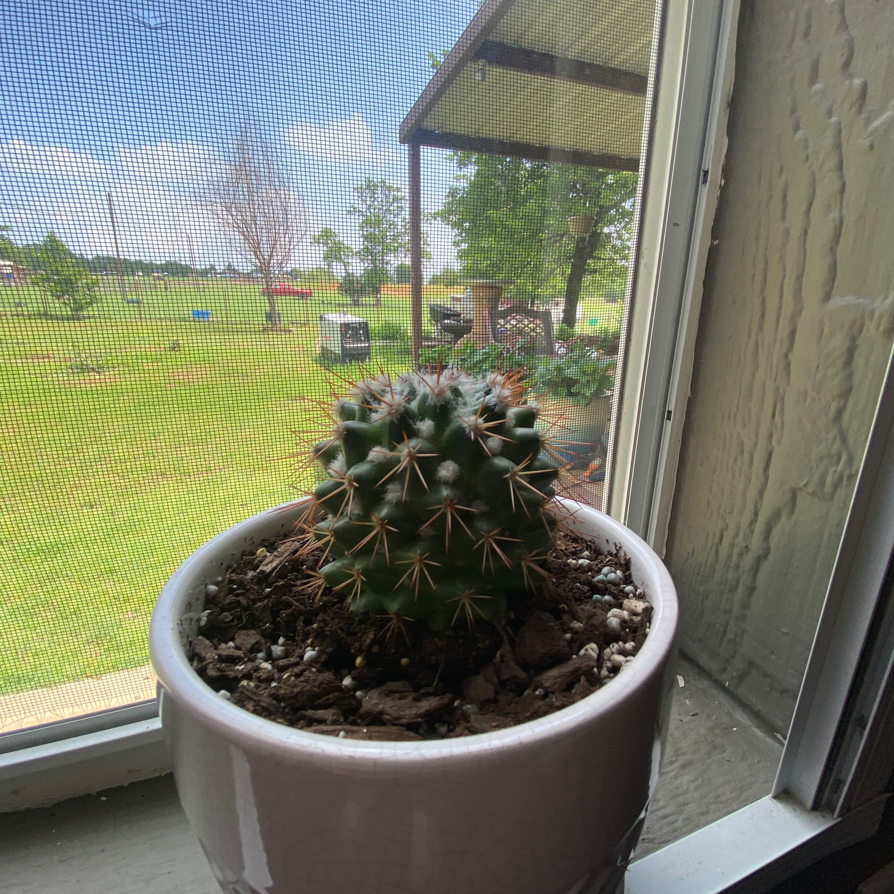 Photo of the plant species Mammillaria winterae by @TryRockfig named Queen on Greg, the plant care app