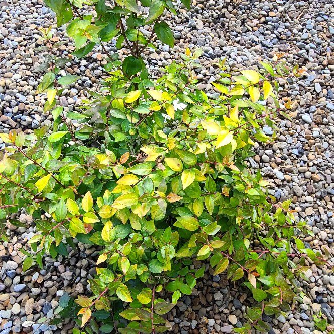 Photo of the plant species Glossy Abelia by @WiseChamisa named Ulysses S Plant on Greg, the plant care app