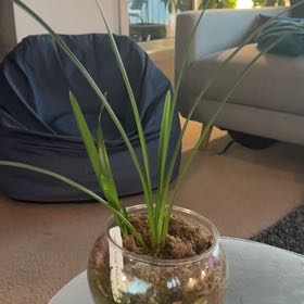 Photo of the plant species Cymbidium Panalatinga by @LogicalTaro named Daphne on Greg, the plant care app