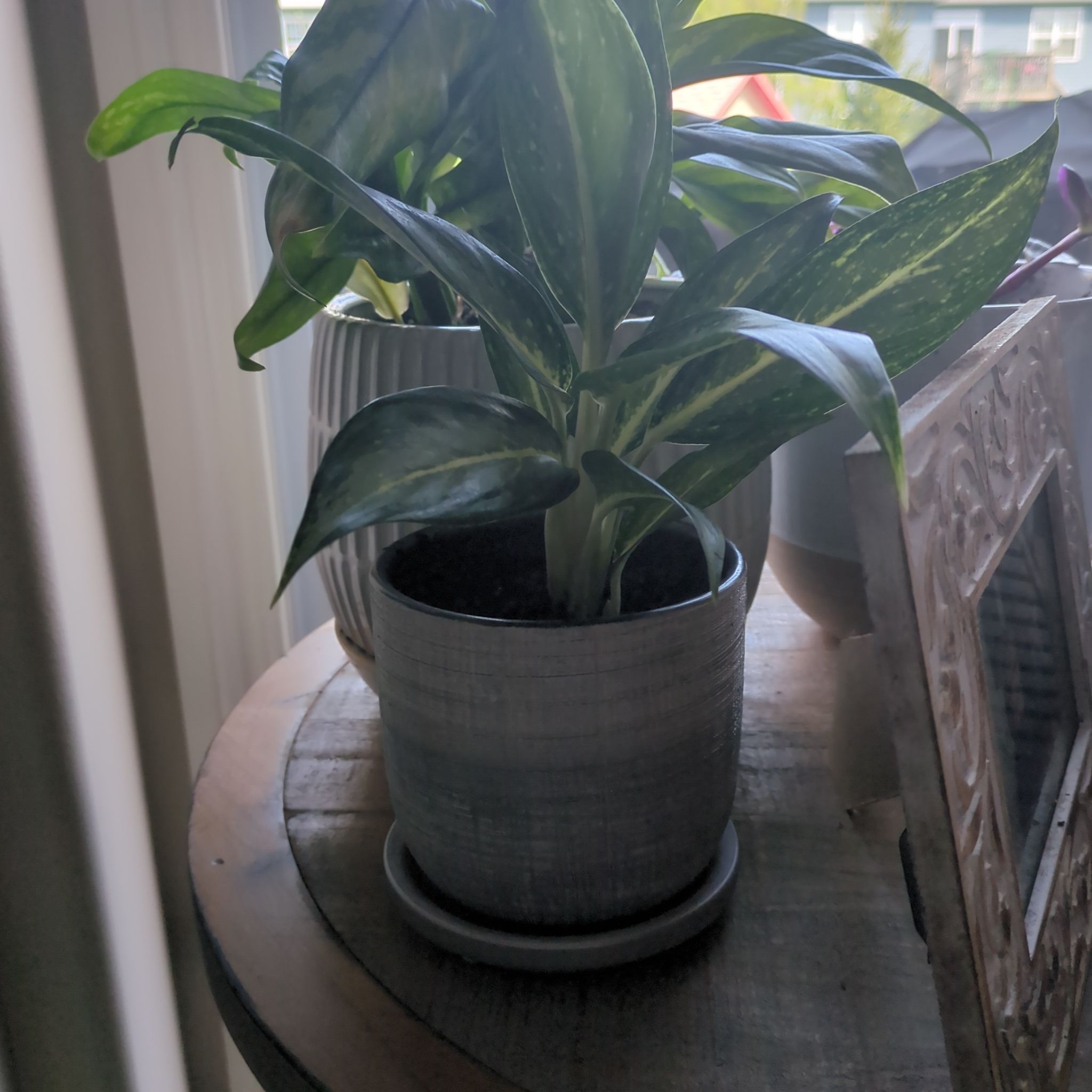 Photo of the plant species White Rain Chinese Evergreen by @saladgnome named Einstein on Greg, the plant care app