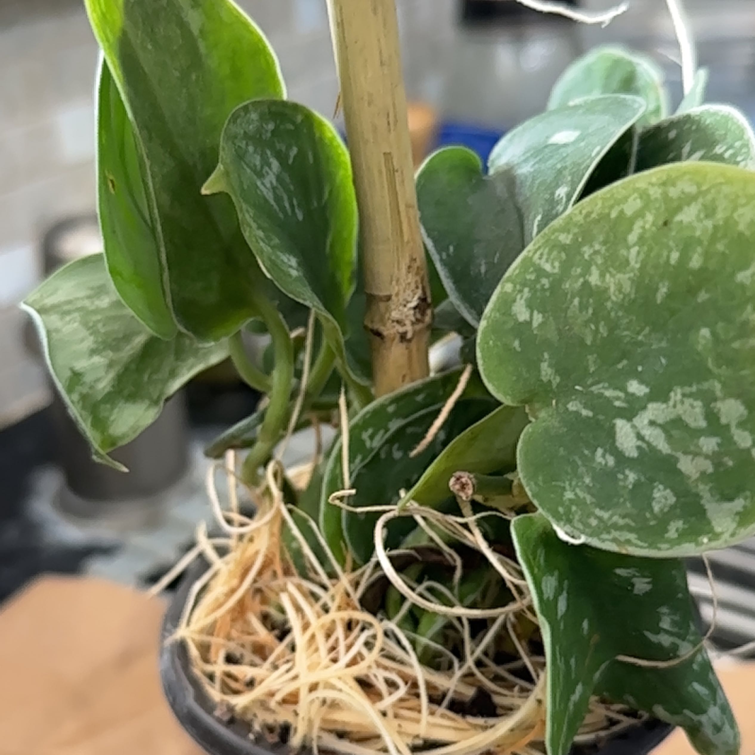 Photo of the plant species Philodendron Silver Dust by @GratifiedChisme named Luna on Greg, the plant care app