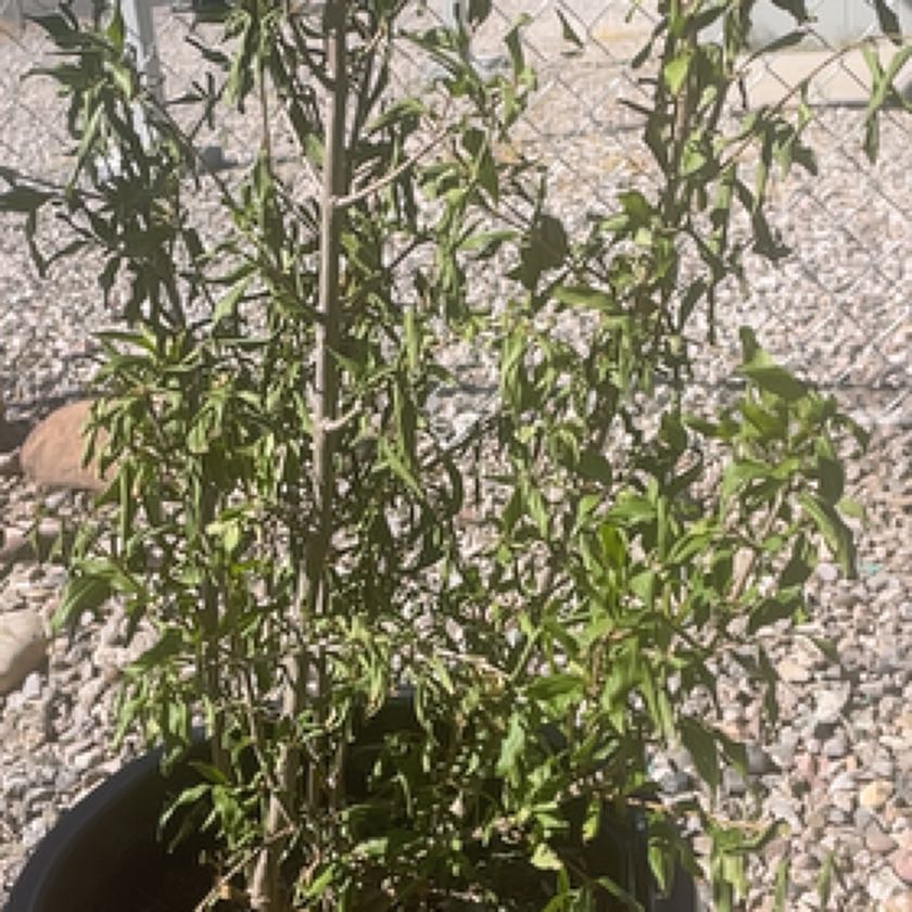 Photo of the plant species Pomegranate 'Legrelleae' by @AcclaimedCentro named Sona on Greg, the plant care app