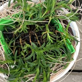 Photo of the plant species Fire Spinner Ice Plant by @Urbanescapade named Lavender on Greg, the plant care app