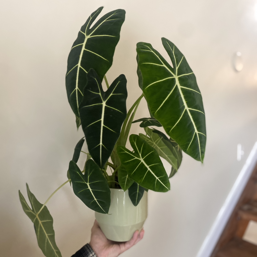 Alocasia Frydek