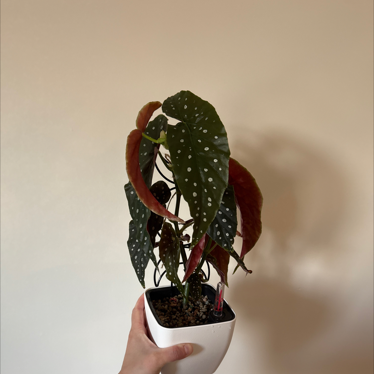 Polka Dot Begonia