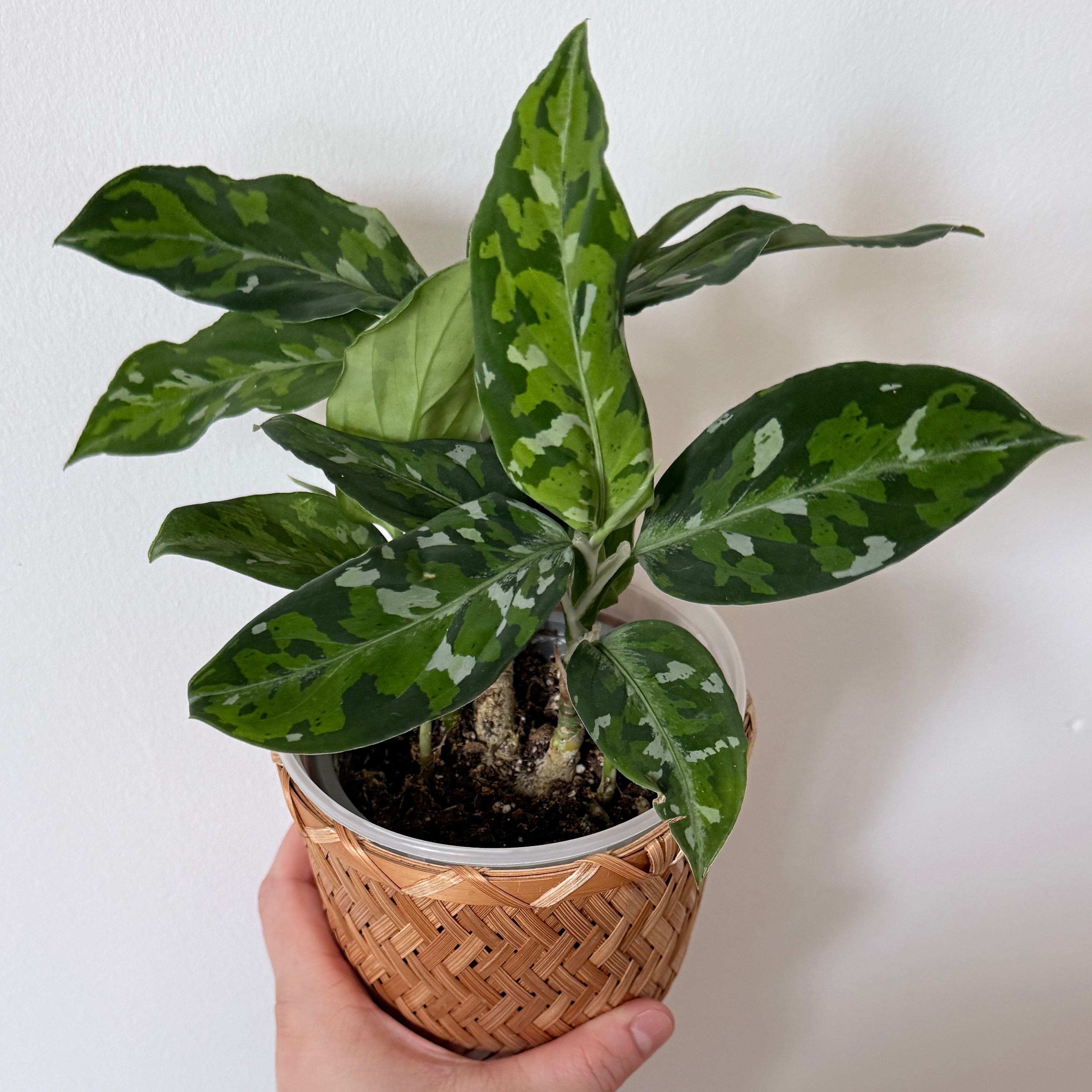 Aglaonema Pictum Tricolor