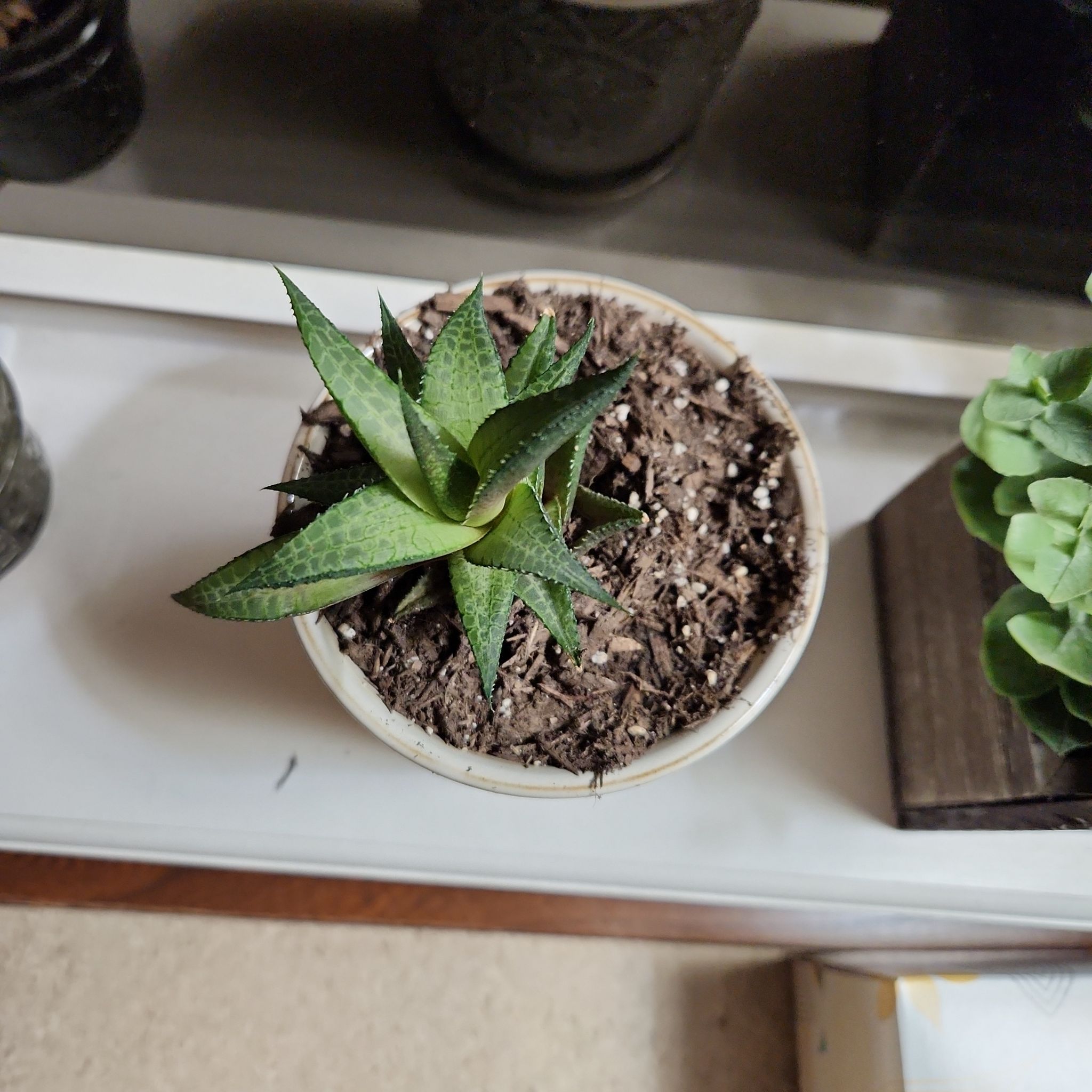 Top view of a healthy potted Haworthia venosa succulent on a windowsill.