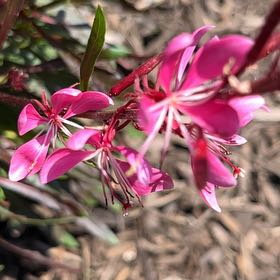 Photo of the plant species Lindheimer's Beeblossom by @JollyChives named Mando on Greg, the plant care app