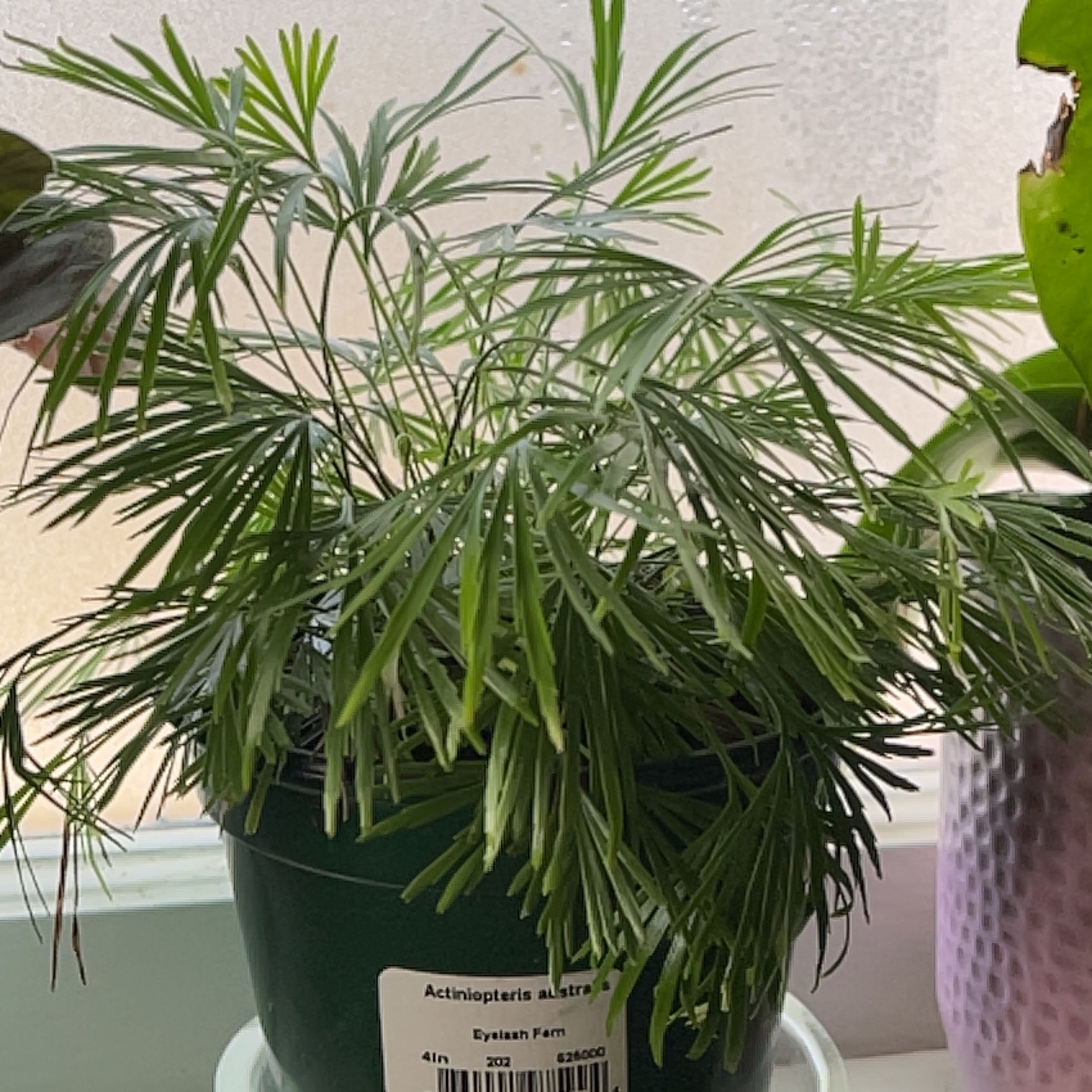 Photo of the plant species Eyelash Fern by @DesignerRedlog named Miley on Greg, the plant care app