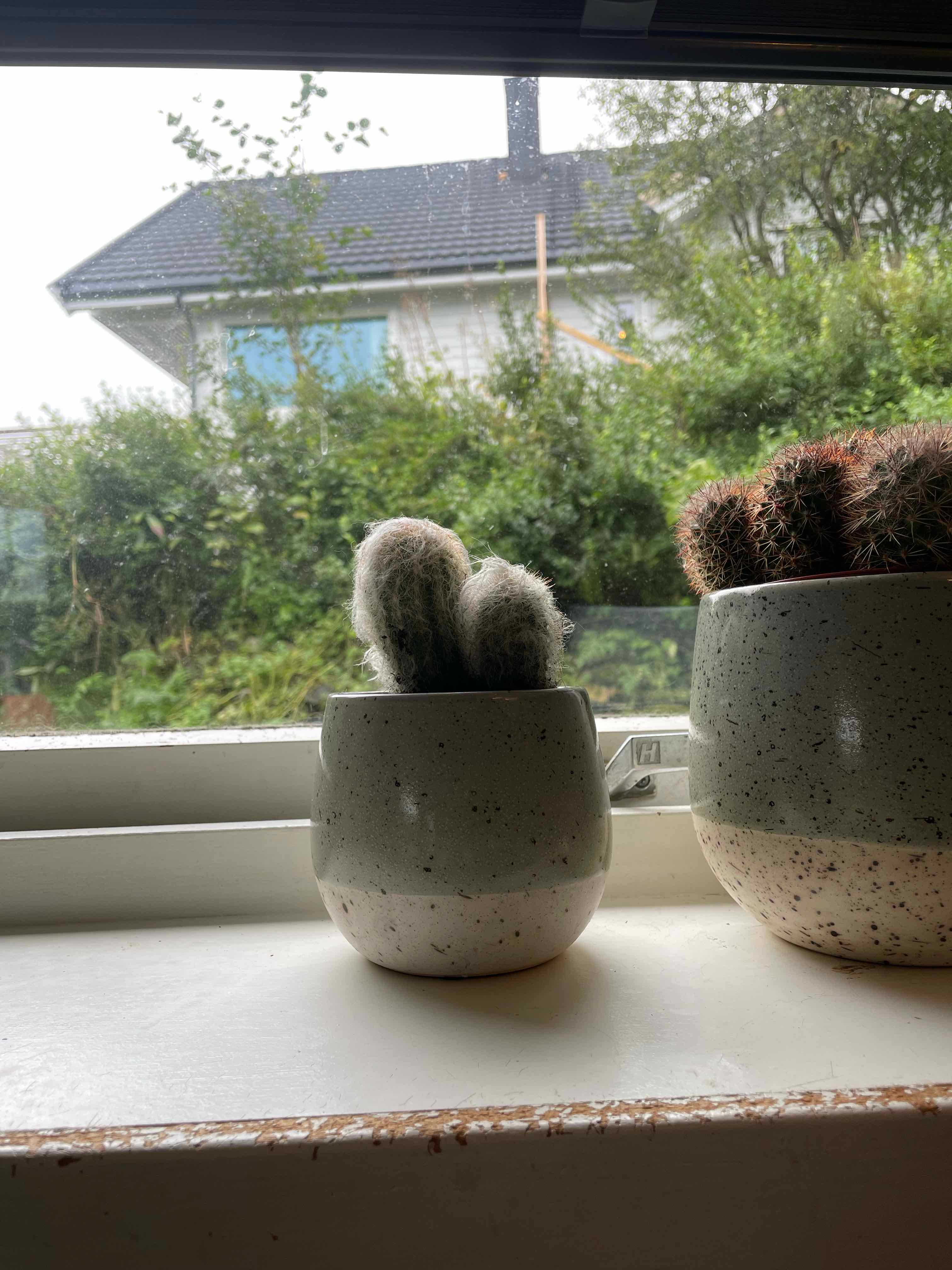 Two potted cacti on a windowsill, with the smaller one likely being a Peruvian Old Lady Cactus.