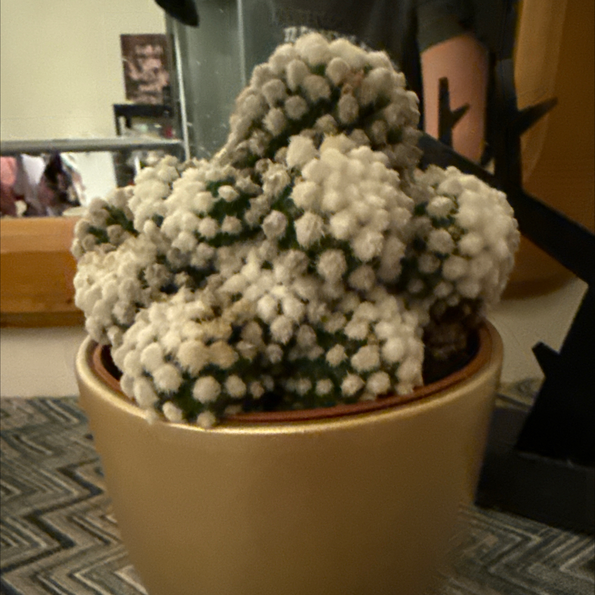 Photo of the plant species Mammillaria gracilis 'Oruga' by @HeiressLuckyred named Maria on Greg, the plant care app