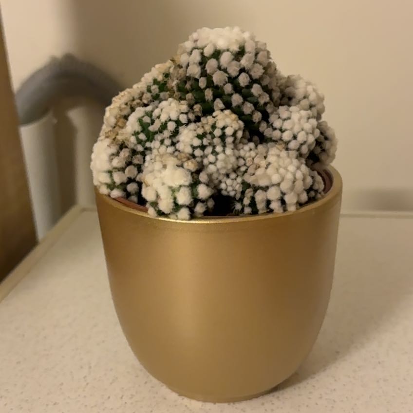 Photo of the plant species Mammillaria gracilis 'Oruga' by @HeiressLuckyred named Irene on Greg, the plant care app